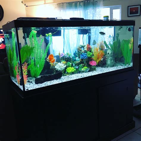 Pin by Ivan Jerak on everything aquarium | 75 gallon aquarium, Aquarium, Plants