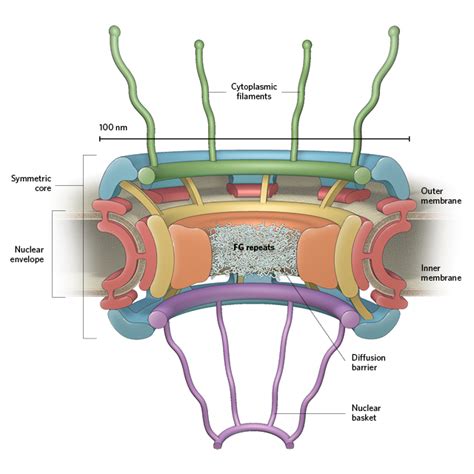 Infographic: The Nuclear Pore Complex | The Scientist Magazine®