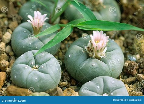 Peyote cactus in flower stock photo. Image of small, green - 36078540