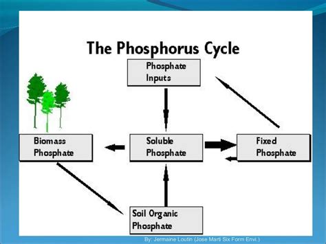 Diagram Of Phosphorus