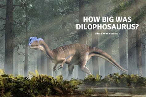 How Big Was Dilophosaurus? - Dinosaur Facts For Kids