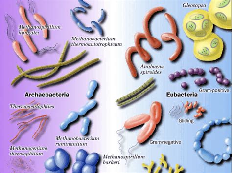 Bacteriology Definition And Examples at Belva Murray blog