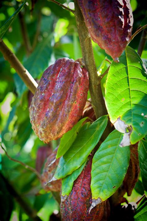 How Hawaiʻi’s Cacao is Making the World Sweeter | Cacao, Hawaii ...