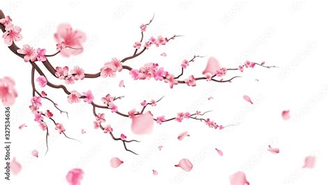 Cherry Blossom Petal Vector