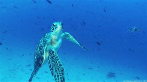 Turtle GIF - Find & Share on GIPHY