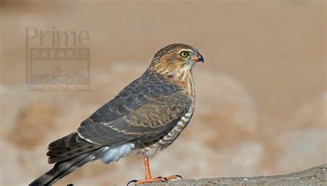 Gabar Goshawk in Uganda (“Micronisus Gabar”) - Uganda Birding Safaris ...