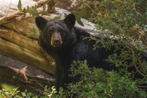 18 Wild Animals in Nepal [Wildlife in Nepal] - Kevmrc