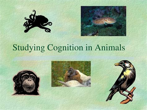 PPT - Studying Cognition in Animals PowerPoint Presentation, free download - ID:1083725