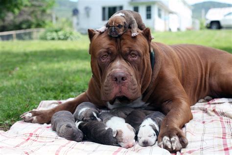 25 fotografías de perros parecidos a sus cachorros