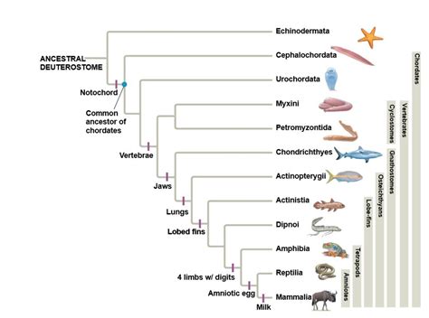 [Solved] Below is a phylogenetic tree representing the current ...