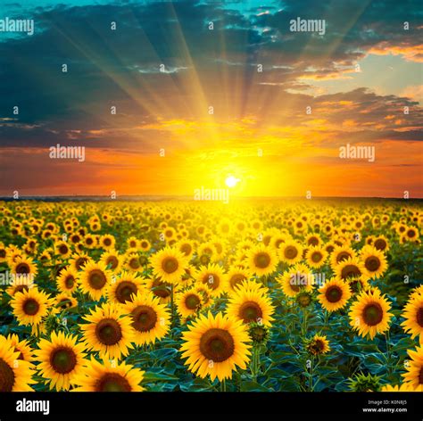 Sunflower fields during sunset. Beautiful composite of a sunrise over a ...