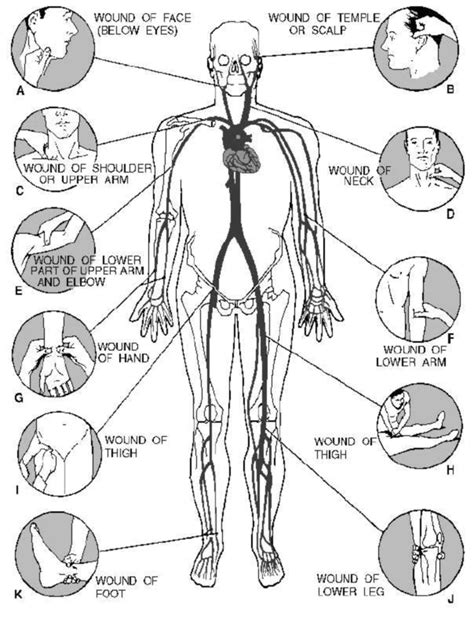 Male Pressure Points Diagram