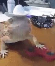 Tarnation Fidget Spinner GIF - Tarnation FidgetSpinner BeardedDragon - Discover & Share GIFs