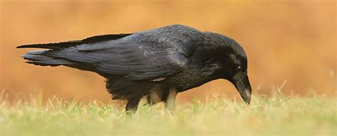 Raven Symbolism, Dreams, and Messages - Spirit Animal Totems