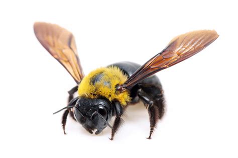 The Truth About Wood-boring Bees - Wood. It's Real.