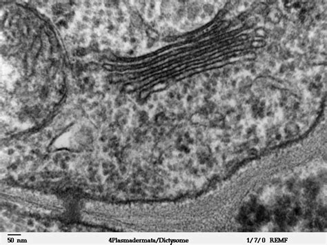 1.10 Golgi apparatus – Plant Anatomy and Physiology