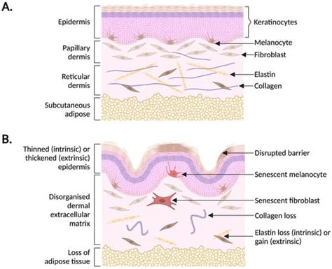 Biomedicines | Free Full-Text | Current Understanding of the Role of ...