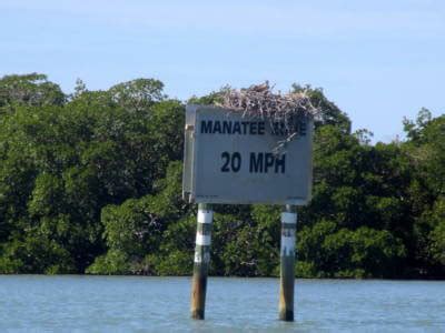 Private Small-Group Boat Tours at Rookery Bay Reserve | Must Do Visitor Guides