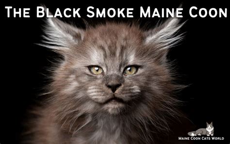 The Black Smoke Maine Coon - Everything you need to know