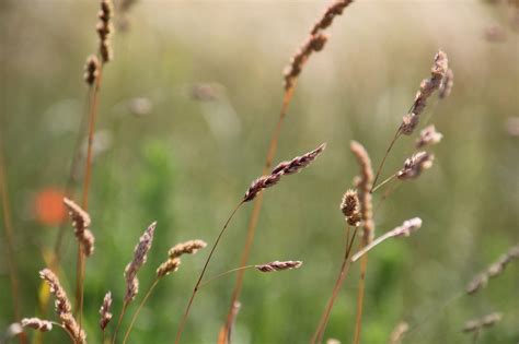 Sedge Grasses Meadow - Free photo on Pixabay