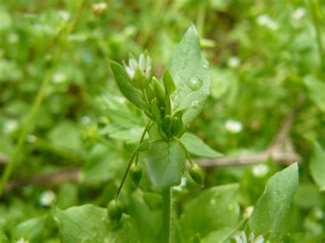 Organic Chickweed Seeds Stellaria Media Common Chickweed | Etsy