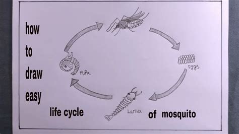 Share more than 112 life cycle of mosquito drawing latest - seven.edu.vn