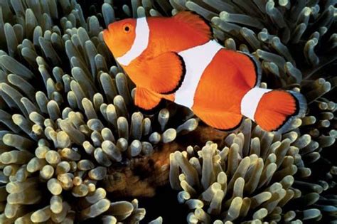 Common clown fish | Habitat, Diet & Adaptations | Britannica