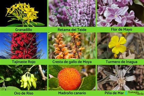 Flora and fauna of the Canary Islands – Ultimate Wild Life Collection