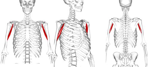 Coracobrachialis muscle yoga anatomy