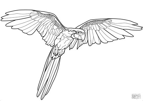 Parrot Coloring Pages - ColoringBay