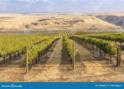 Vineyards in the Columbia River Gorge WA. Stock Photo - Image of season, pacific: 125648516
