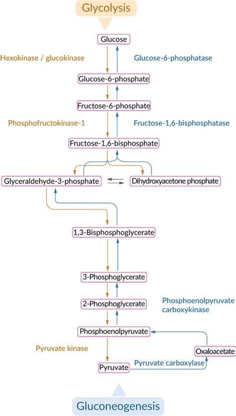 Glycolysis & Gluconeogenesis [ Pyruvate Carboxylase & Fructoss 1,6 520