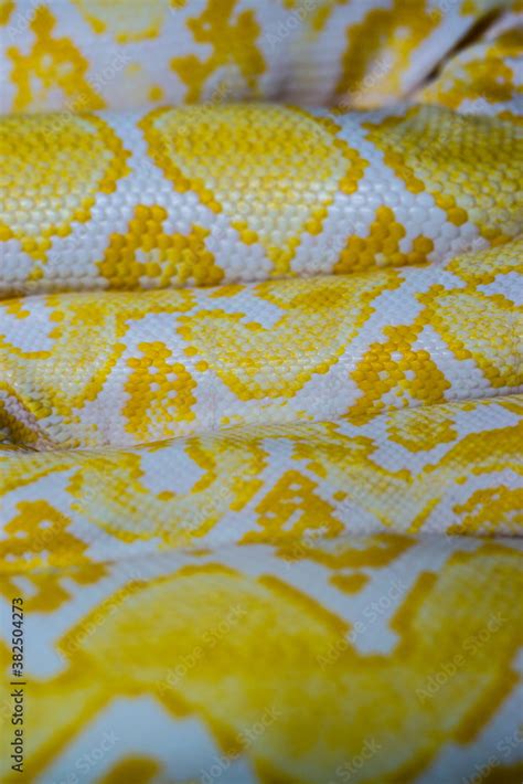 boa snake Stock Photo | Adobe Stock