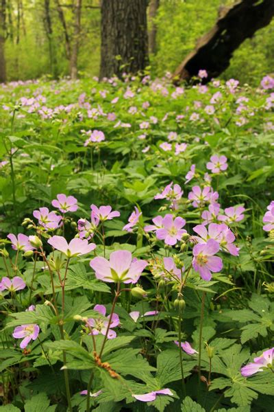 Wild Geranium Geranium Maculatum Plant Care Guide