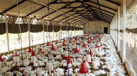 Broiler house construction - Ecochicks Poultry Ltd