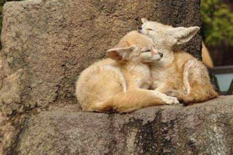 Fennec Fox Facts: 10 Facts About Fennec Foxes (W. Pictures)