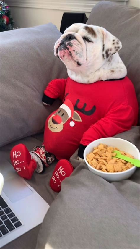 eggnogthebulldog on Instagram: Me all day on #CyberMonday...🙌🏻💻💳🎅🏻 ...