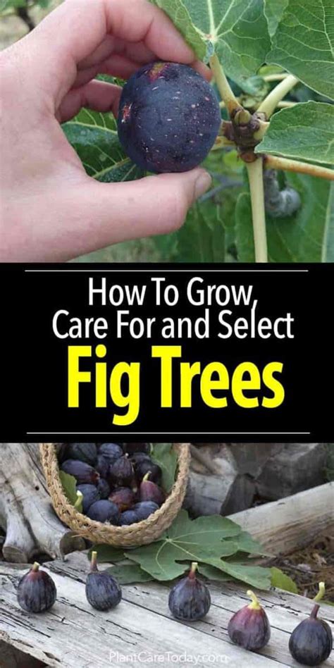 Fig Tree Care: How To Grow Fig Trees In Your Home Or Garden