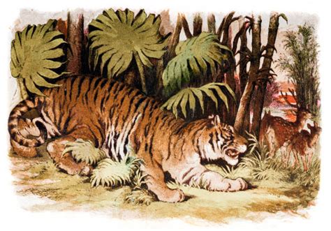 Drawing Of Bengal Tiger Hunting Panthera Tigris Tigris Stock Photos, Pictures & Royalty-Free ...