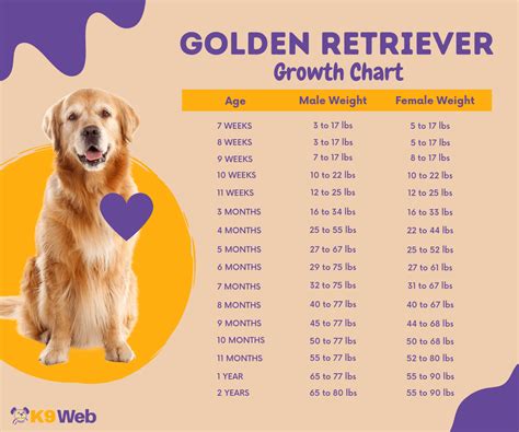 Golden Retriever Puppy Growth Chart Infographic : u/k9web_official