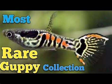 Rare Guppy Collection| 10 most Rare and beautiful guppy| [UPDATED 2019 ...