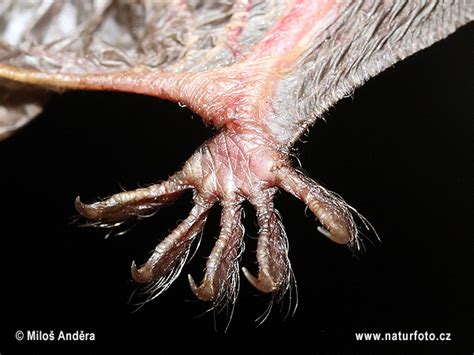 Myotis nattereri Pictures, Natter's Bat - foot Images, Nature Wildlife ...