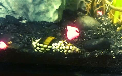 How to Hatch Assassin Snail Eggs in your Aquarium (Solved)