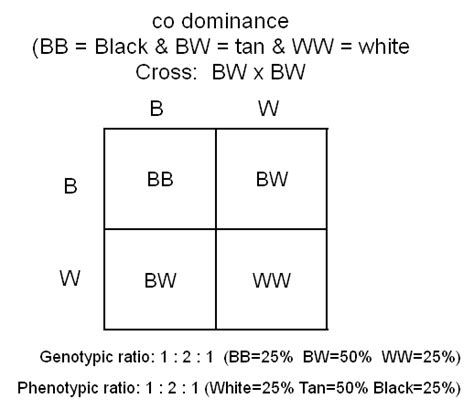 Punnett Square Codominance And Incomplete Dominance Worksheet – Kidsworksheetfun