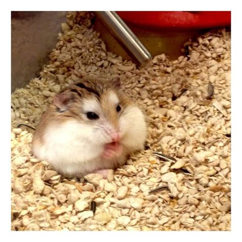 17 best Fat hamsters images on Pinterest | Funny animals, Rodents and ...