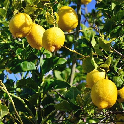 Lisbon Lemon Tree - Standard - Alder & Oak Plants