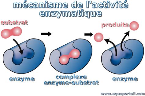 Enzyme : définition et explications
