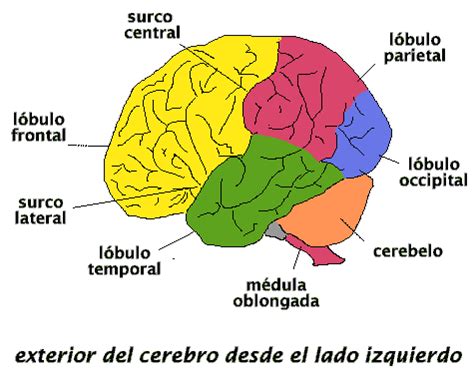 LÓBULO FRONTAL ALGO ATROFIADO | PSICÓLOGO DE CABECERA - Blogs elcomercio.es