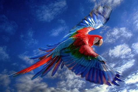 "Macaw in Flight" by Tarrby | Redbubble