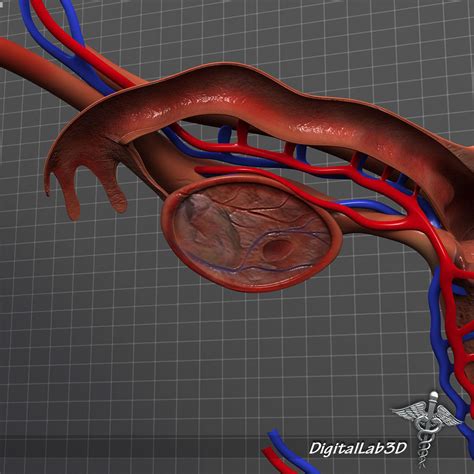 Human Female Reproductive System 3D Model .max .obj .3ds .fbx .c4d .lwo .lw .lws - CGTrader.com